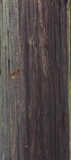texture: bark22