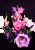 texture: flower07
