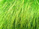 texture: acharya_grass7