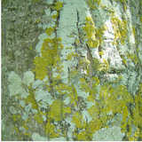 texture: bois_de_noyer