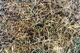texture: straw2