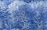 texture: icebush
